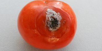 Аллергия на плесневые грибы Alternaria alternata