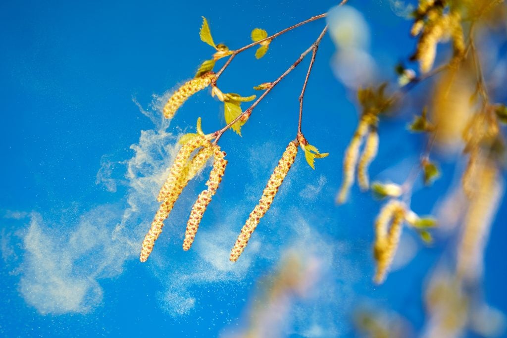 Может ли пыльца березы быть причиной пищевой аллергии?