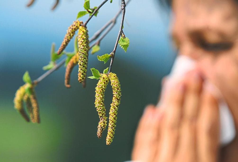 5 интересных фактов об аллергии на пыльцу березы